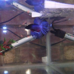 tank_n_fry_035.jpg