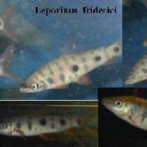 leporinus_friderici.JPG