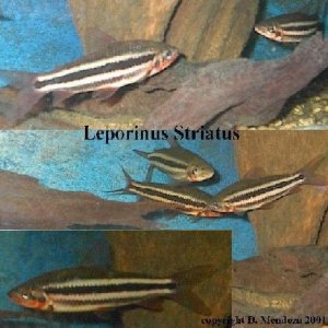 leporinus_striatus.JPG