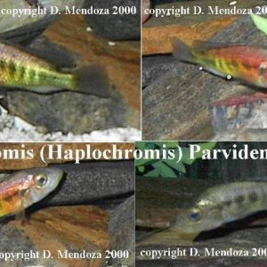 Lipochromis_ParvidensRed.JPG