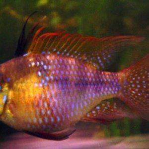 fish1.jpg