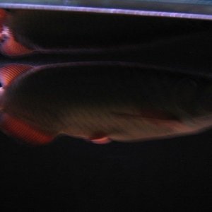 mini_Picture_010.jpg