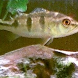 Peacock_bass.jpg