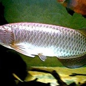 Arowana_1.jpg