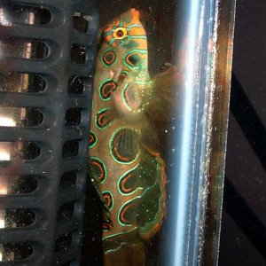 dragonet.jpg