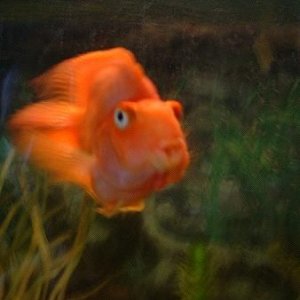 FishInthesea.JPG