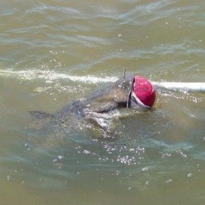 catfish3.JPG
