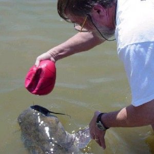 catfish5.JPG