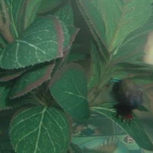 bubbles_plant.jpg