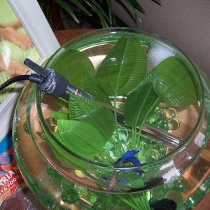 betta14.JPG