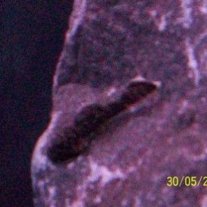 plec.jpg