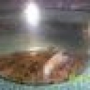 th_LesliesPictures155.jpg