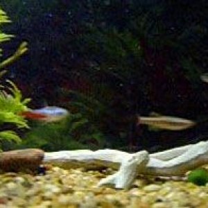 danio.jpg