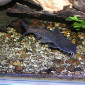 more_fish_074.jpg