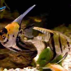 Angelfish.jpg