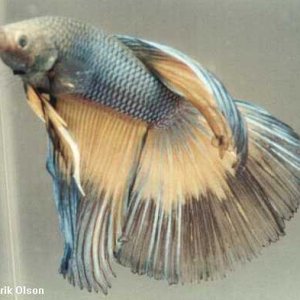 Betta_20splendens_20Crowntail.jpg
