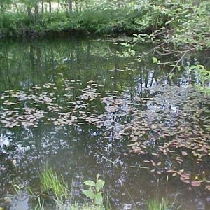 koi_pond.jpg