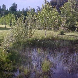 front_yard_pond.jpg