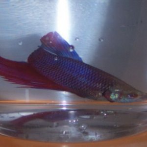 poorfish2.jpg