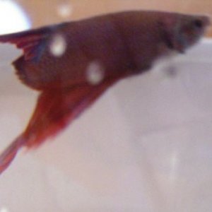 poorfish3.jpg