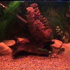 Fish_Tank_pic.jpg