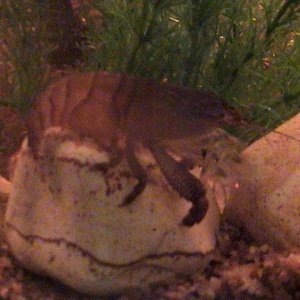 Sidney_Shrimp3.jpg