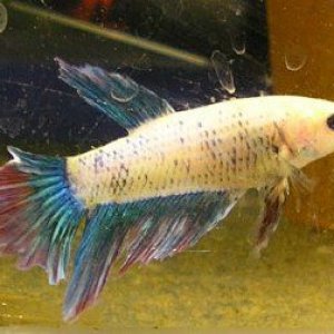 female_halfmoon.jpg