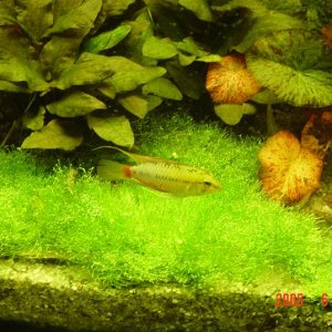 Apistogramma_Hongsloi.JPG