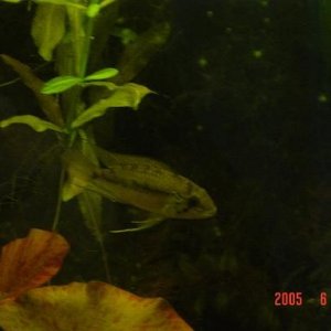 Apistogramma_Puerto_Narino_Male.JPG