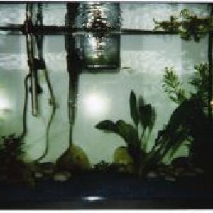 New_Fish.jpg