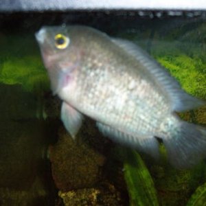 spike_gills.jpg