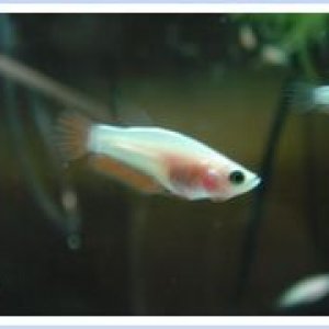 red_fry_1.jpg