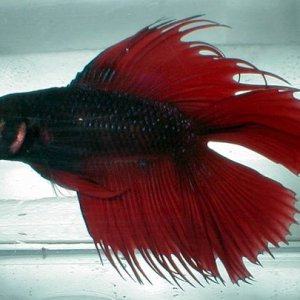 doubletailcrown.jpg