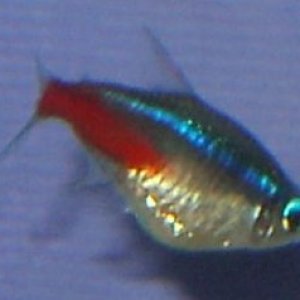 fish2.jpg