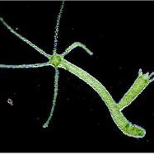 hydra_187h.jpg
