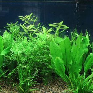 pearling.jpg