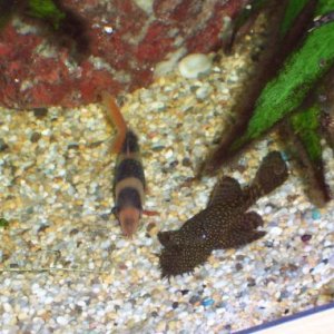 male_BN_and_clownloach.jpg