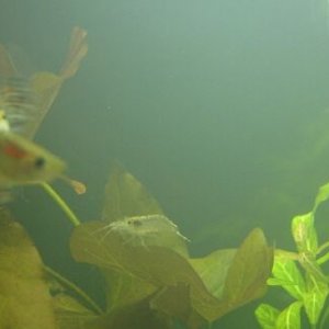 shrimp2.JPG
