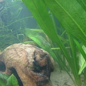 shrimp3.JPG