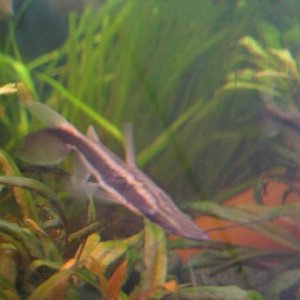 IMG_0154.JPG