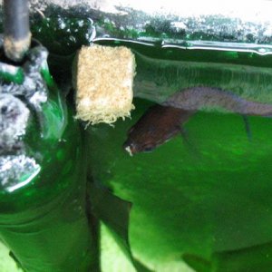fatbetta.jpg