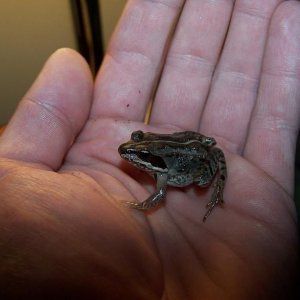s_toad.JPG