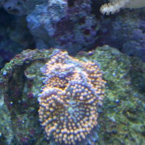 coral17.JPG