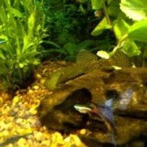 pleco_neons.JPG