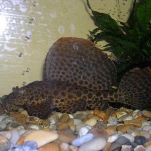 plec.jpg