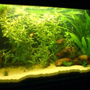 tank5.jpg