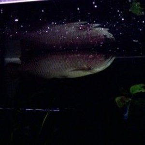 new_arowana_2.jpg
