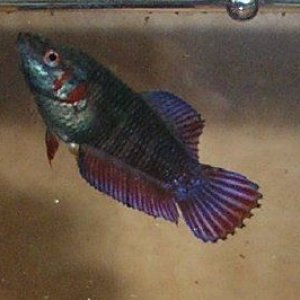 betta.jpg