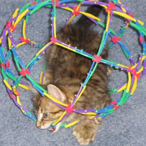Cat_ball_fun__007.jpg