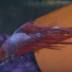 newbetta2.jpg